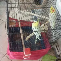 عروس هلندی و قناری