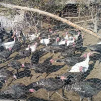 فروش بوقلمون