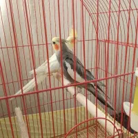 یه جفت عروس هلندی نر و ماده مولد