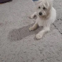 شیتزو تریر ۱ساله واکسن زده انگل تراپی شده سالم