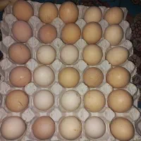 تخم نطفه دار