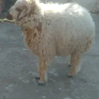 بره نر سفید