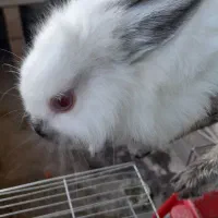 خرگوش