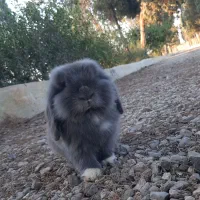 خرگوش لوپ بلو ترکیش