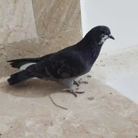 کبوتر پرشی|پرنده|ایرانشهر, |دیوار