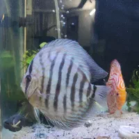 آکواریوم شرکتی کامل