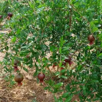 باغبان و خدماتی