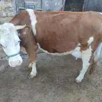 دو عدد گاو همراه با گوساله نر