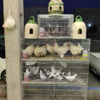 طوطی کبوتر و مرغ و خروس قربانی|پرنده|کرج, شهرک رضوانیه|دیوار