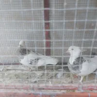کبوتر طوقی الماسی
