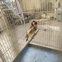 زاده قفس دهن دار درجه یک|پرنده|کرمانشاه, |دیوار