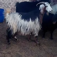 بز گله ای|حیوانات مزرعه|شیراز, باغ تخت|دیوار