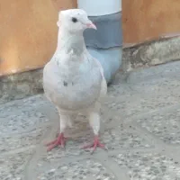 طوقی الماسی