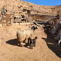 نرمیش|حیوانات مزرعه|شوشتر, |دیوار