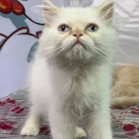 بریتیش پرشین (سفید و گارفیلدی)|گربه|رشت, لاکانی|دیوار