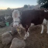 گاو و گوساله|حیوانات مزرعه|پلدختر, |دیوار