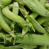 نخود سبز|خوردنی و آشامیدنی|پرهسر, |دیوار