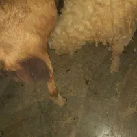 فروش کهره نر و بره|حیوانات مزرعه|میناب, |دیوار