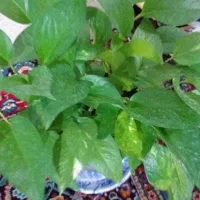 گل پتوس|گل و گیاه طبیعی|پرند, فاز ۲|دیوار