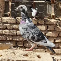 غوره ای