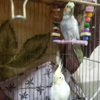 عروس هلندی|پرنده|قیدار, |دیوار