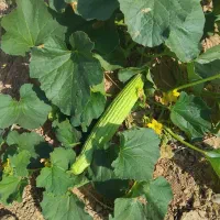 فروش زمین کشاورزی