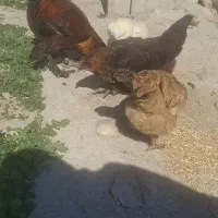 َمرغ مهلی|حیوانات مزرعه|دهدشت, |دیوار