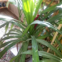 گل پاندونوس