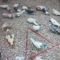 کبوتر باخت رفته