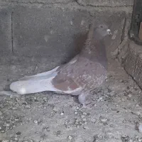 کبوتر  کفتر