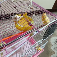 یک جفت قناری جوان.