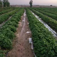 نشا توت فرنگی|خدمات باغبانی و درختکاری|کرج, باغستان|دیوار
