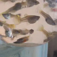 ماهی گوپی ومیکروورم|ماهی|اصفهان, طامه|دیوار