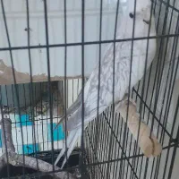 جفت عروس پاریس