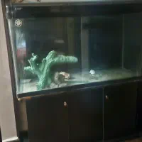 آکواریوم شیشه خم شرکتی آب شیرین به همراه وسیله