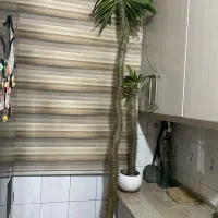 نخل ماداگاسکار