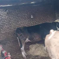 گاو هلشتاین