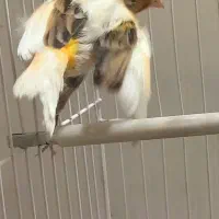 قناری نر مستخون  ماده اماده|پرنده|مشهد, هفده شهریور|دیوار