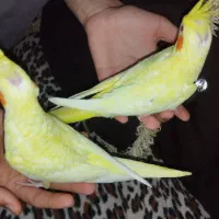 جوجه عروس سرلاکی