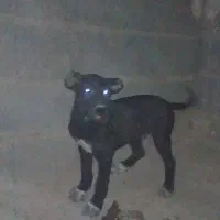 سگ وتوله|سگ|نسیم‌شهر, |دیوار