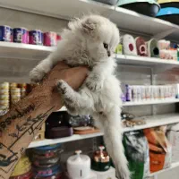 گربه اسکاتیش بریتیش