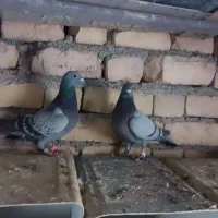 چهارتا مفلق پلاکی|پرنده|مبارکه, |دیوار