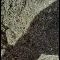 فروش کاه یونجه  مرغوب