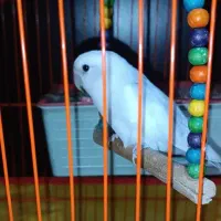 طوطی کوتوله برزیلی