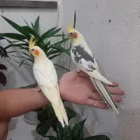 عروس هلندی|پرنده|خوانسار, |دیوار