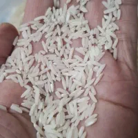 ۲۰۰ کیلو برنج هاشمی خالص خوش عطر وخوش پخت