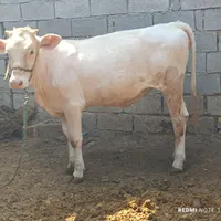 گاو یا گوساله ماده المانی به سوسری