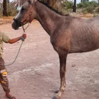 کره نریون عرب یکسر