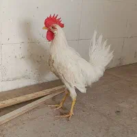 خروس