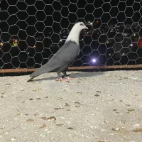 کبوتر کربلایی سیاه